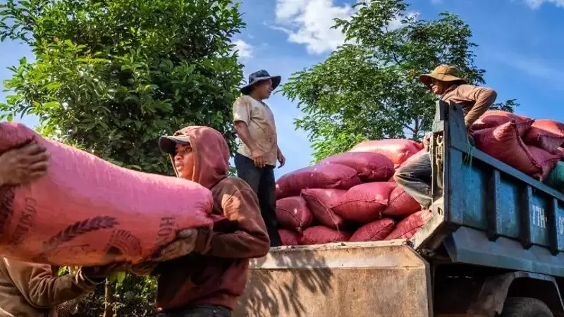 La hegemonía de los microlotes colombianos en el mercado mundial del café, amenazada