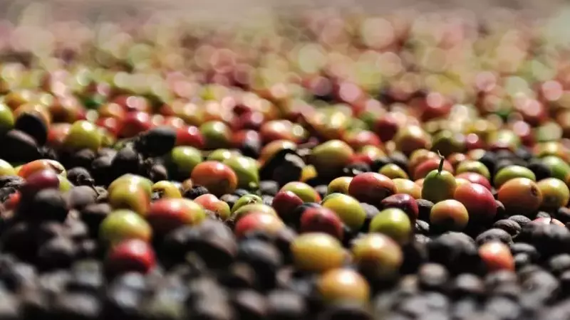 Cómo las Lluvias Excesivas Amenazan la Producción de Café en América Latina