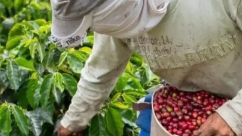 Cómo los Caficultores Superan los Desafíos Financieros en la Industria del Café