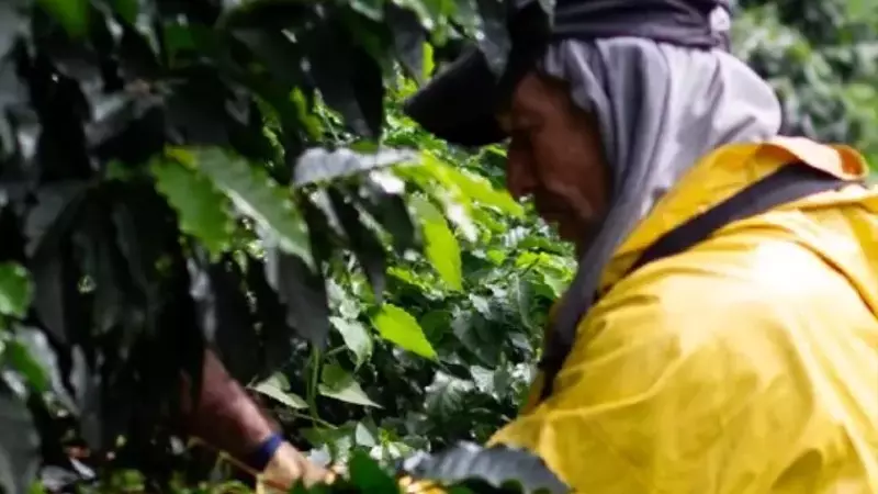 Cómo la Regulación de la UE sobre Deforestación (EUDR) está Remodelando el Futuro del Café