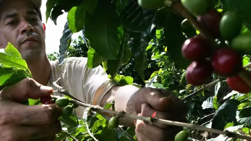 La Certificación del Café: ¿Una Promesa Sostenible o una Carga Onerosa?