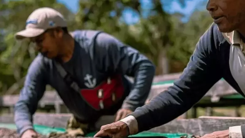 Panamá: El Paraíso del Café de Especialidad