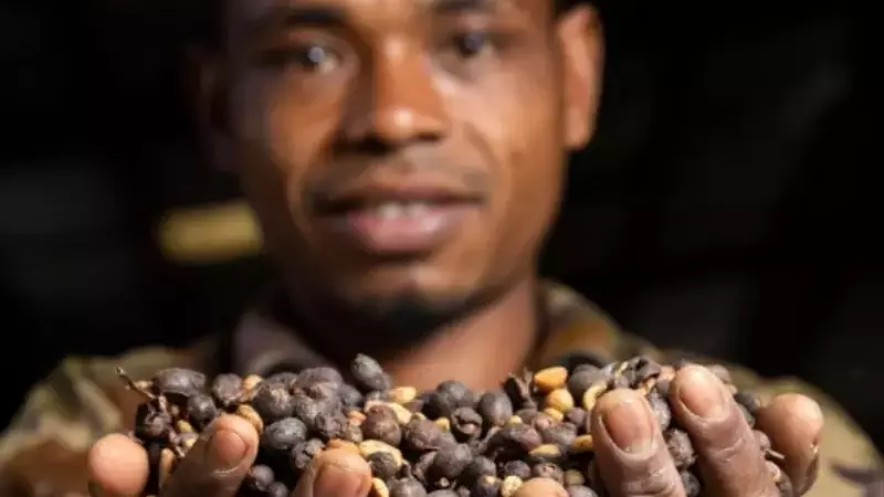 Innovación y Excelencia en el Café de Especialidad: Desafíos y Oportunidades para los Productores