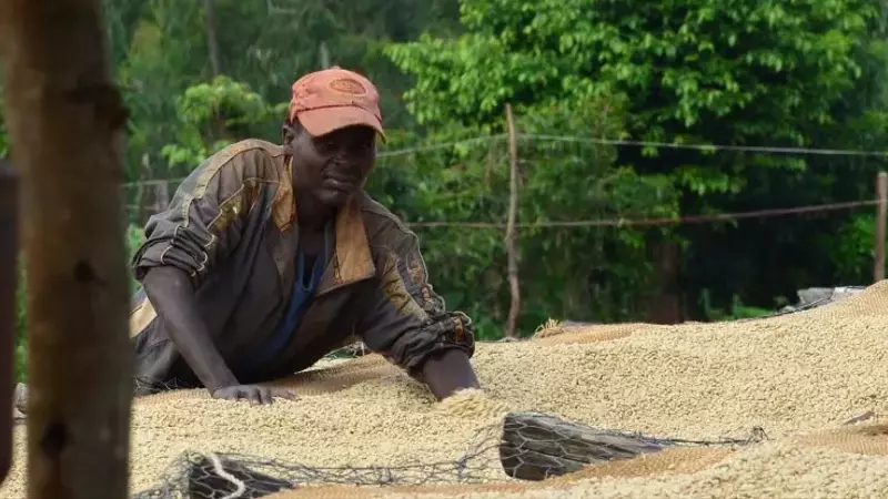 La Ambigüedad del Término 'Pequeño Caficultor' y su Impacto Global