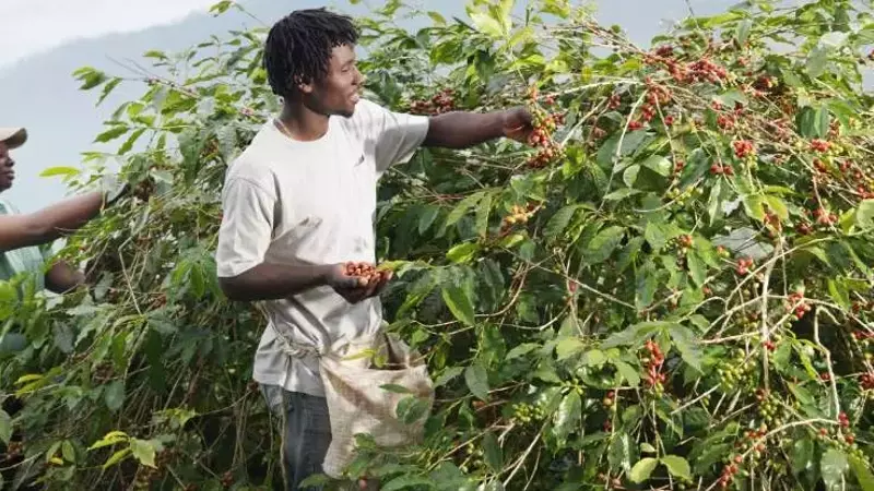 El ascenso de Uganda: Líder emergente en la exportación de café africano