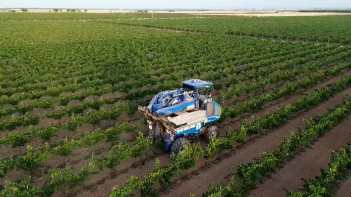 La Mancha Inicia Vendimia 2025 con Prometedoras Variedades Blancas
