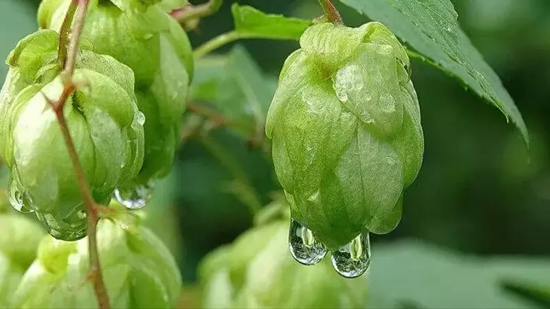 Cerveza con lúpulo fresco: una delicia estacional