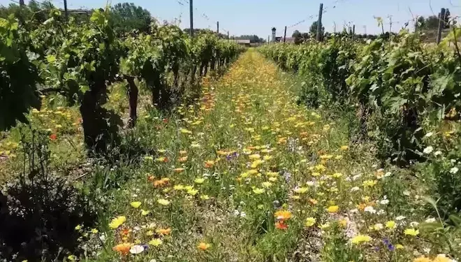La viña española se adapta al cambio climático