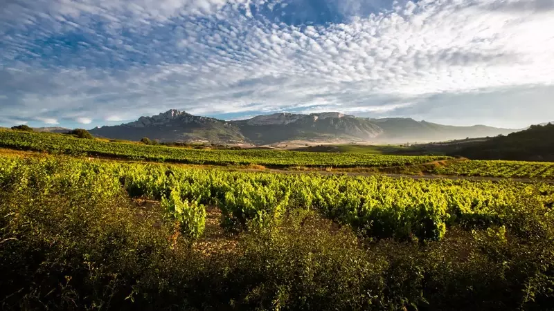 Acuerdos trascendentales en el Consejo Regulador de Rioja tras su sesión plenaria de agosto