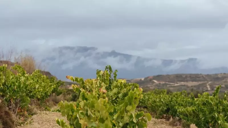 Rioja intensifica el control de la vendimia ante condiciones climáticas excepcionales