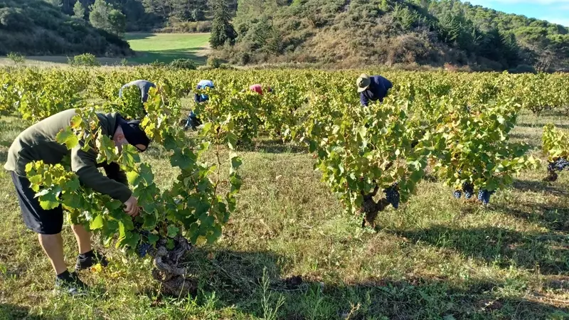 La Cosecha de Navarra 2025: una Vendimia Corta pero de Excepcional Calidad