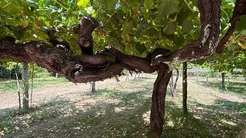 Cosecha 2025 en Rías Baixas: Avance Optimista con 31 Millones de Kilos de Uva Recogidos y Expectativas de Calidad