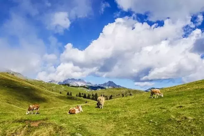 Leche Ecológica sin Lactosa: La Elección Saludable y Sostenible