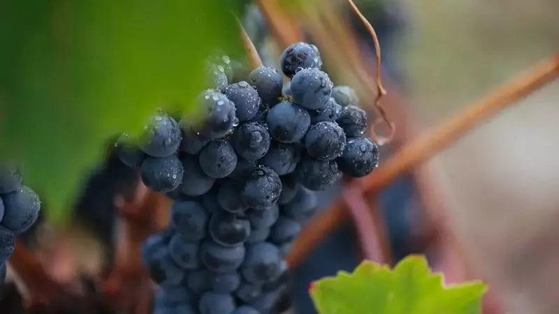 Rioja celebra una cosecha "centenaria" de calidad excepcional