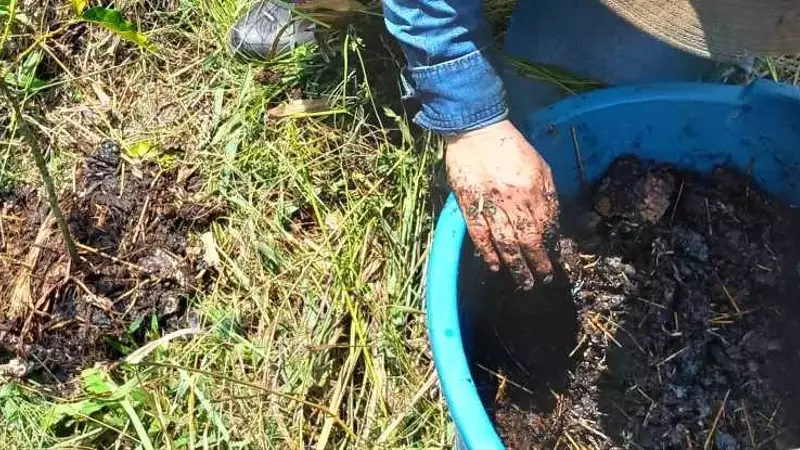Riesgos y Consideraciones en la Aplicación de Biocarbón en Caficultura