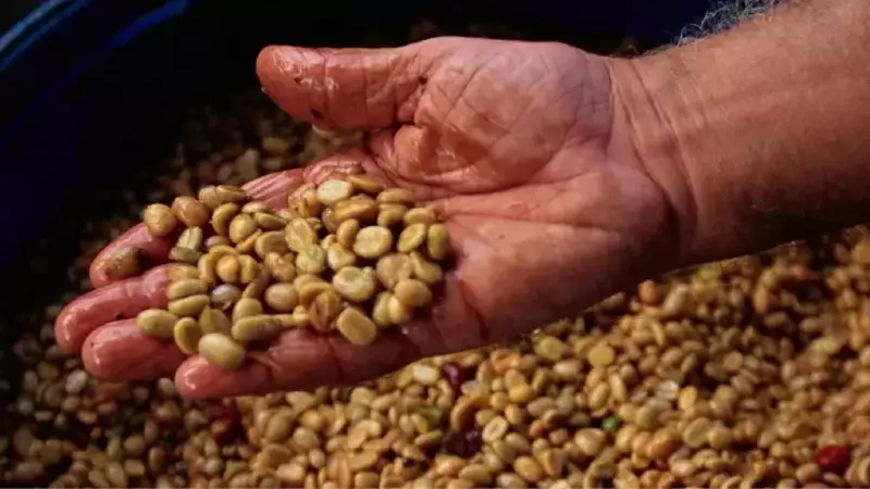 El Auge de los Cafés Cofermentados: Una Categoría en Plena Formación