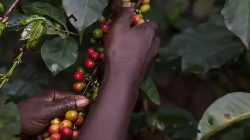El auge del café en la India: un mercado con un inmenso potencial