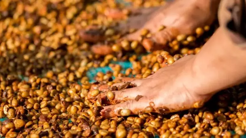 Cafés Cofermentados vs. Aromatizados: Un Análisis del Impacto Económico para Productores