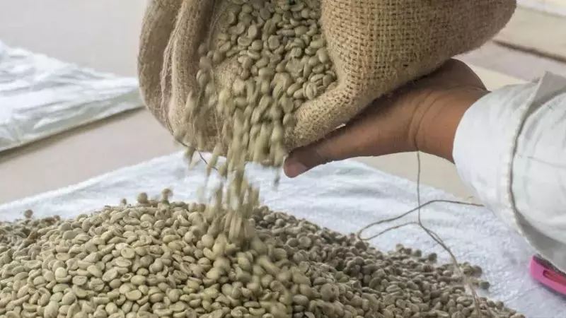 La Transformaci￳n del Café Cubano: Innovaci￳n y Sostenibilidad para el Futuro