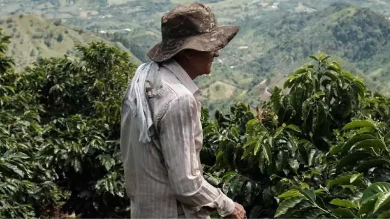 Nuevos horizontes para tostadores de café pequeños: Flexibilidad en la Regulación Europea sobre Deforestación (EUDR)