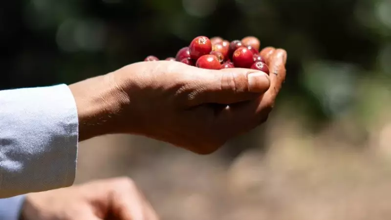 Impacto y Lecciones de la Crisis Arancelaria en la Industria del Café