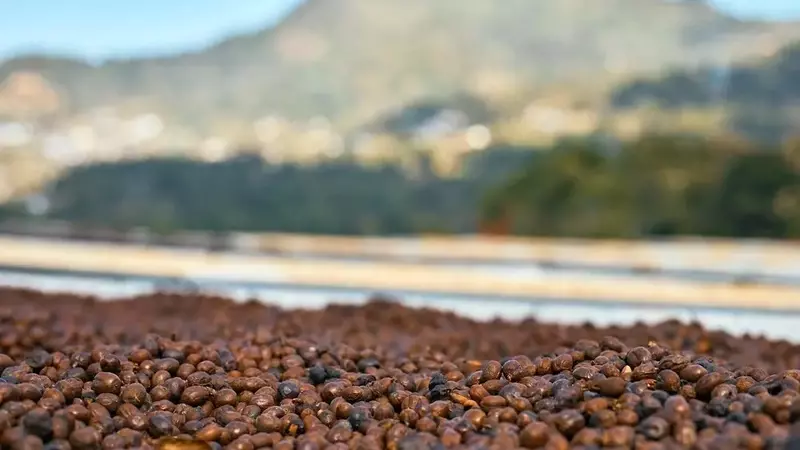 Cofermentación y Cultivos de Levadura en Café: Diferencias Clave y Transparencia Necesaria