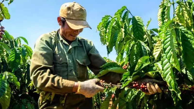 Financiación Agrícola: El Reto de los Productores de Café