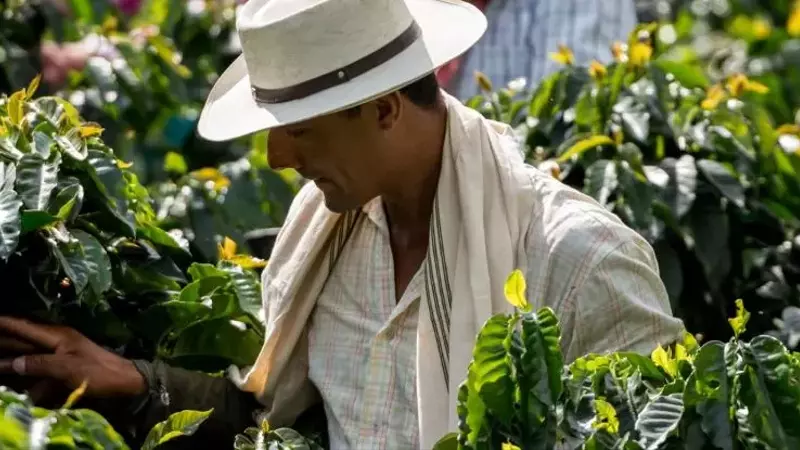 La Evoluci￳n del Viaje al Origen del Café: De la Peregrinaci￳n al Enfoque Comercial