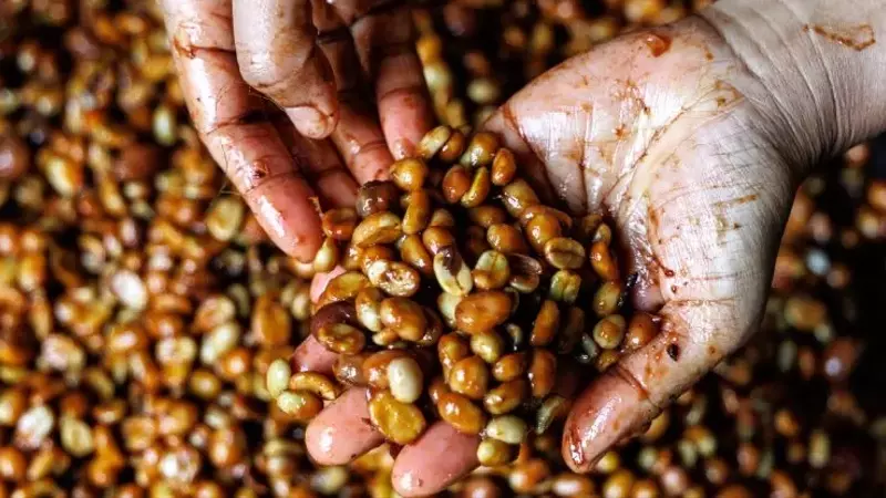 Priorizando la Innovación en Procesamiento sobre el Cambio de Variedades en la Producción de Café