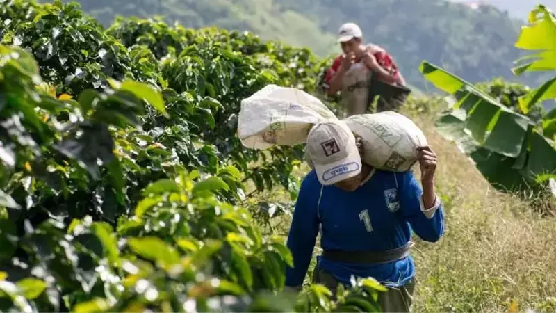 La Importancia Estratégica de las Alianzas Duraderas en la Industria Cafetera