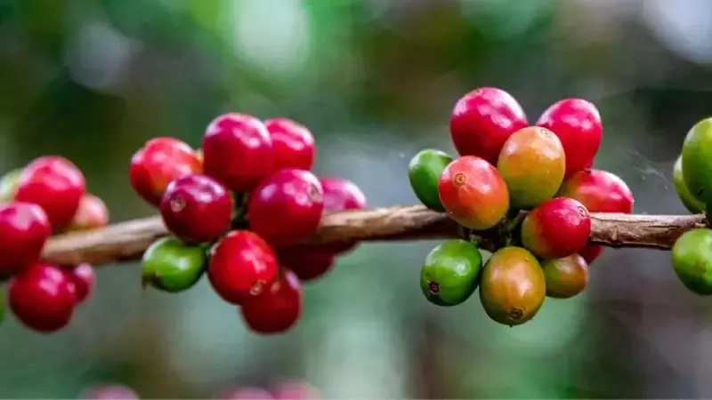 La Verdad Detrás del Precio del Café: ¿Más Caro Significa Mejor Calidad?