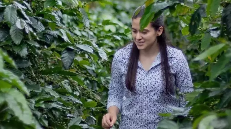La Volatilidad del Mercado del Café: ¿Esperar o Actuar?