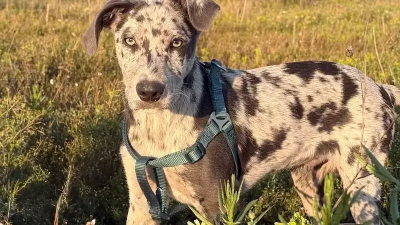 La profunda conexión emocional con nuestros compañeros animales