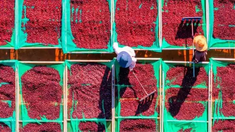 La Resiliencia de la Industria Cafetera ante la Volatilidad y los Desafíos Globales: Un Análisis para 2026
