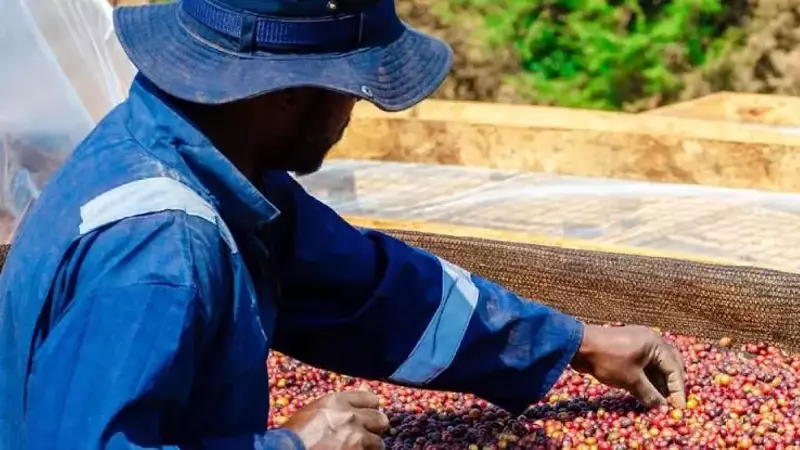 Renacimiento Cafetero en Nigeria: Un Tesoro Oculto por Redescubrir