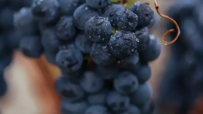 La Cosecha del Centenario de Rioja: Una A￱ada "Excelente" con Vinos Extraordinarios