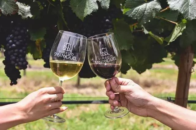 Viñedo San Miguel: Un Faro de Excelencia Vitivinícola en México