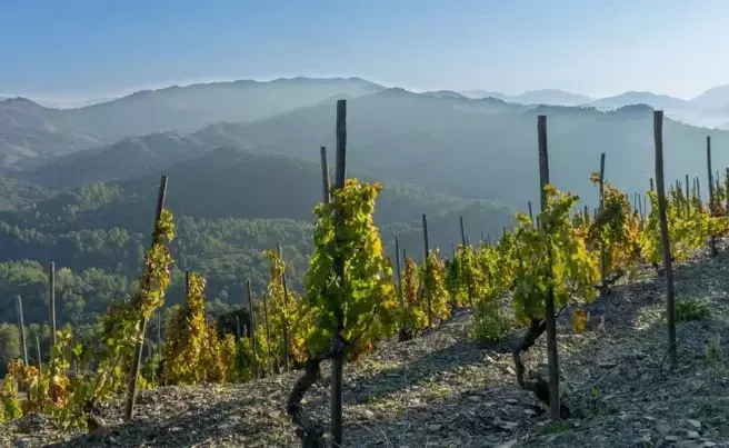 El Resurgimiento de la Cariñena: Un Futuro Prometedor para el Priorat