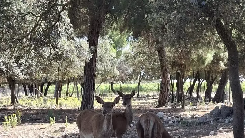 Bodegas Arzuaga: Una Fusión Perfecta de Naturaleza, Vino y Tradición en la Ribera del Duero
