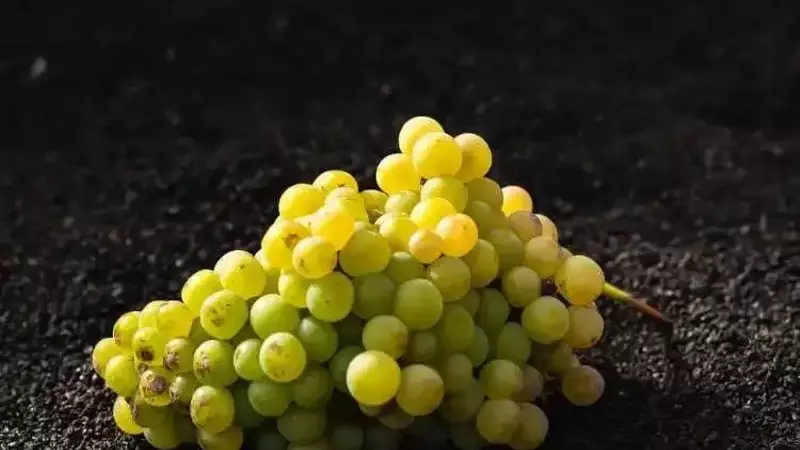 Vijariego Blanco: La Gema Atlántica de Canarias