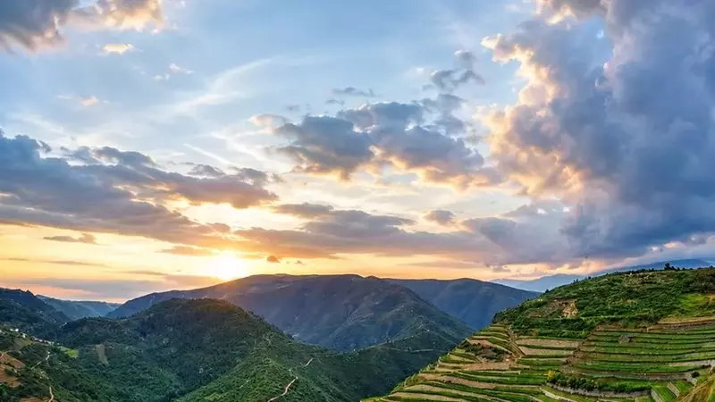 Valdeorras Inicia Cosecha Más Temprana Registrada con Variedad Godello