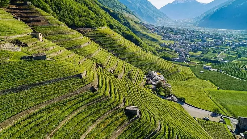 Nebbiolo más allá de Langhe: Un viaje por las diversas expresiones de la uva en Italia