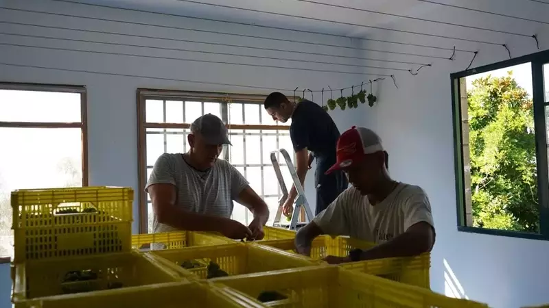 Valdeorras Inicia Cosecha Histórica: La Vendimia Más Temprana Registrada