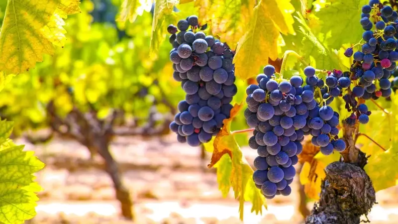 La Resurrección de la Garnacha: De Variedad Subestimada a Tesoro Vitivinícola