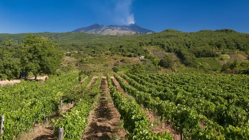 Nerello Mascalese: La Identidad Volcánica de los Vinos del Etna