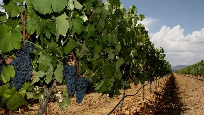 La Adaptación Ideal: ¿Qué Variedad de Uva Internacional Prospera Mejor en el Clima Español?