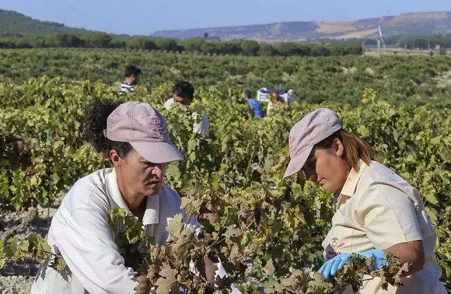 La Vendimia se Adelanta: Un Cambio Irreversible en el Calendario Vitivinícola Europeo