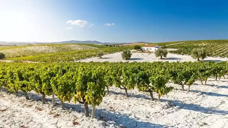 Nueva Graduación Mínima para Fino y Pale Cream en Jerez
