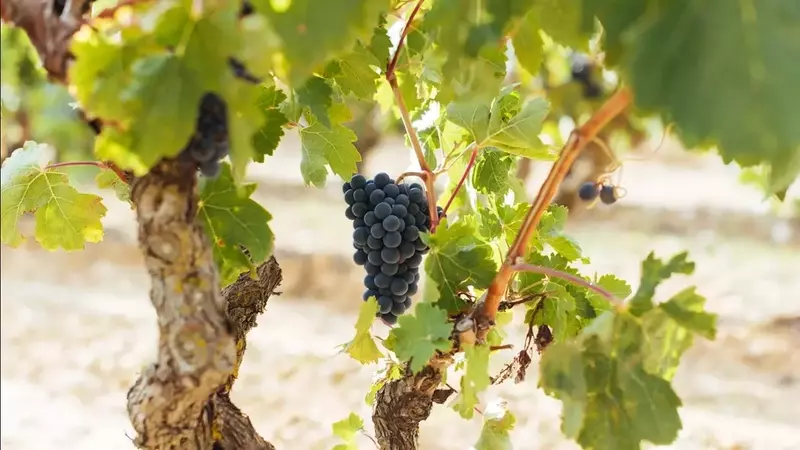 DOCa Rioja: Avance Óptimo en la Maduración de la Uva y Excelentes Condiciones Sanitarias para la Vendimia 2026