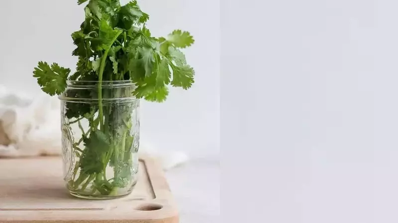 Revitaliza tus Hierbas: Un Método Sencillo para Cilantro Fresco